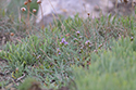 St David's Sea Lavander