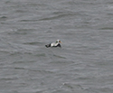Spectacled Eider