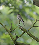Spotted Flycatcher