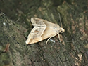 Small marbled