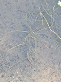 Small Pondweed