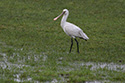 Spoonbill
