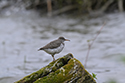 Spotted Sandpiper