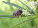 Striped Shieldbug