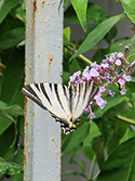 Scarce Swallowtail