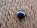 Trapezium shieldbugs