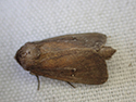 Twin Spot Wainscot