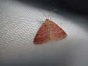 Tawny Wave