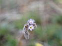 Upright forget me nots