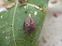 Vernal shieldbugs