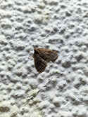 Winter Moth