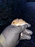 Wood Mouse