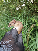 Wood Mouse