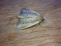 White mantled wainscot