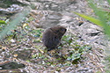 Water Vole