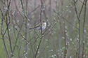 Willow Warbler