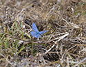 Adonis Blue