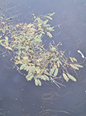 American Pondweed