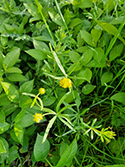 Armingford goldilocks buttercup