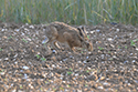 brown Hare