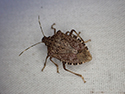 Brown Marmorated Shieldbug