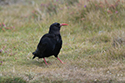 Chough