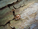 Cream Spotted Ladybird