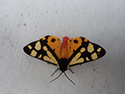 Cream Spot Tiger