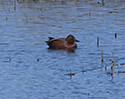 Cinnamon Teal