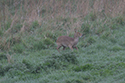 Chinese Water Deer