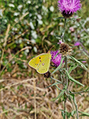 Clouded Yellow