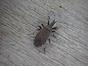 Dicranocephalus medius