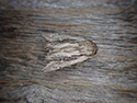 Devonshire Wainscot
