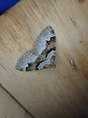 Flame Carpet