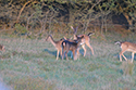 Fallow Deer