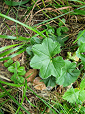 False toothed Lady’s Mantle
