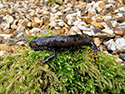 Great Crested Newt
