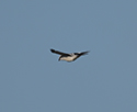 Great Grey Shrike