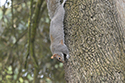 Grey Squirrel