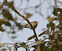 Hume's Warbler