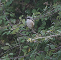 Long Tailed Shrike