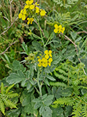 Lundy Cabbage