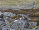 Mountain Hare