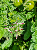 Martin’s ramping fumitory