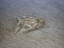 Ni Moth
