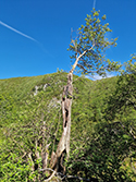 No Parking Whitebeam