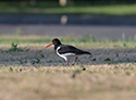Oystercatcher