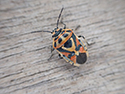 Ornate Shieldbug