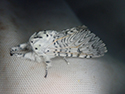 Puss Moth