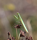 Praying Mantis